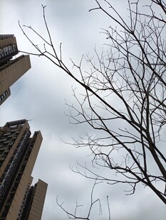 高楼间的光秃树枝