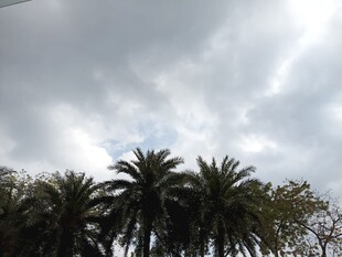 阴天中的棕榈树