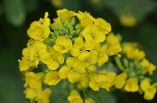 油菜花黄色小花绽放