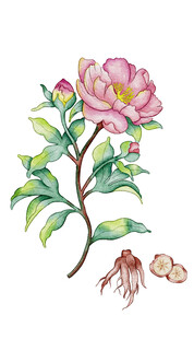 手绘赤芍中草药及根茎图