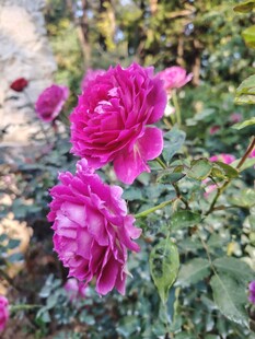 月季花