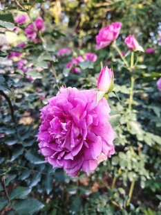 月季花
