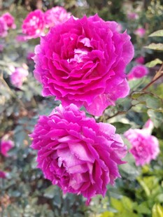 月季花