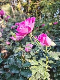 玫瑰花