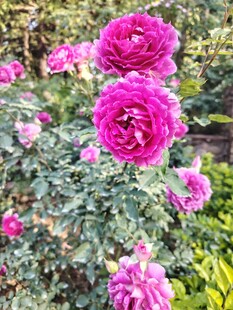 月季花