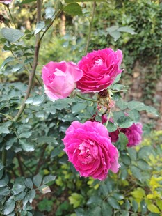 月季花