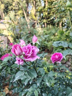 玫瑰花