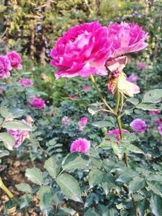 月季花