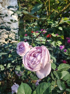 月季花
