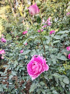 月季花