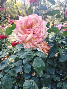 月季花