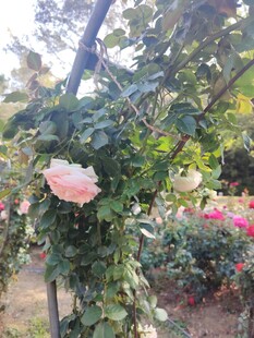 花园里绽放的娇艳玫瑰