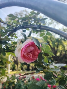娇艳玫瑰绽放于绿植间