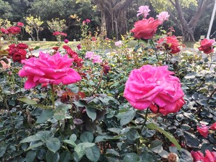 月季花
