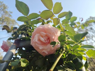 娇艳粉色玫瑰绽放枝头