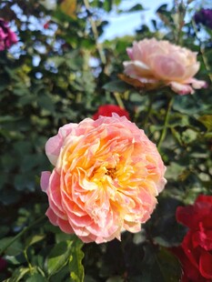 玫瑰花