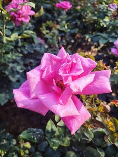 月季花