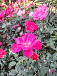 月季花