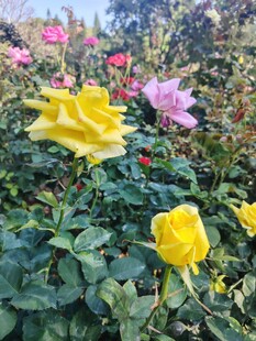 多彩玫瑰绽放于花园