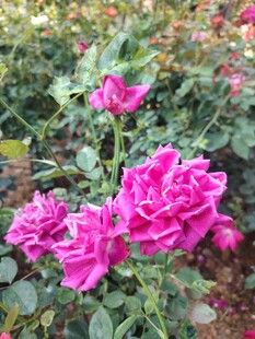 月季花