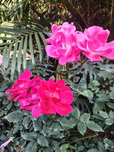 月季花