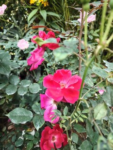 月季花