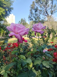 月季花