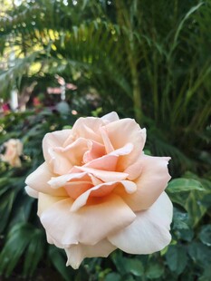 淡粉色月季花绽放