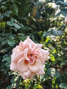 月季花