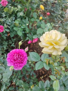 玫瑰花丛