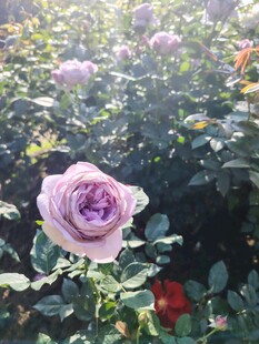 月季花