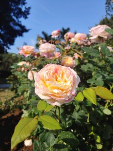月季花