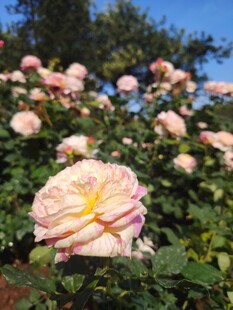 月季花