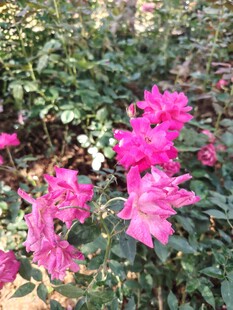 月季花