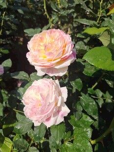 月季花