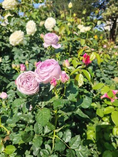 月季花