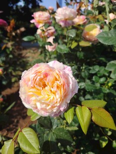 月季花