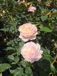 月季花