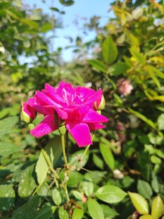 月季花