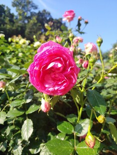 月季花