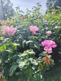 月季花
