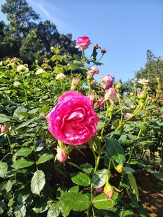 月季花
