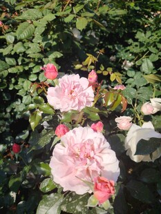 月季花