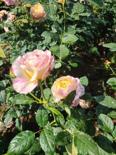 玫瑰花