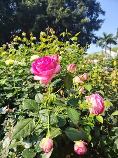 月季花