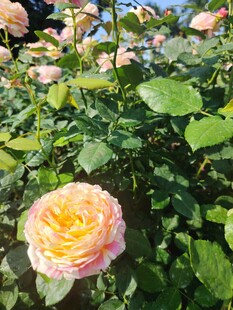 月季花