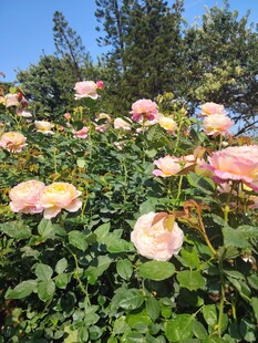 月季花