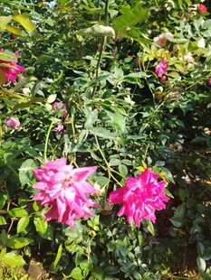 月季花