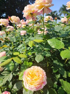 月季花