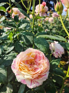 月季花绽放